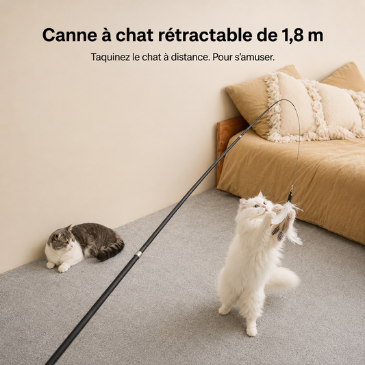 Jouet canne à pêche pour chat